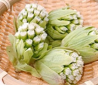 美しい自然に包まれ豊かな山の幸、旬の食材のお料理を心を込めてご用意しております