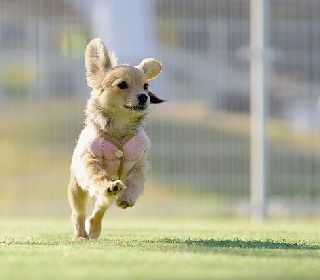 那須高原の四季を楽しむペット同伴のお宿です。季節の食材をふんだんに取り入れた味も量も満足の料理が自慢です。